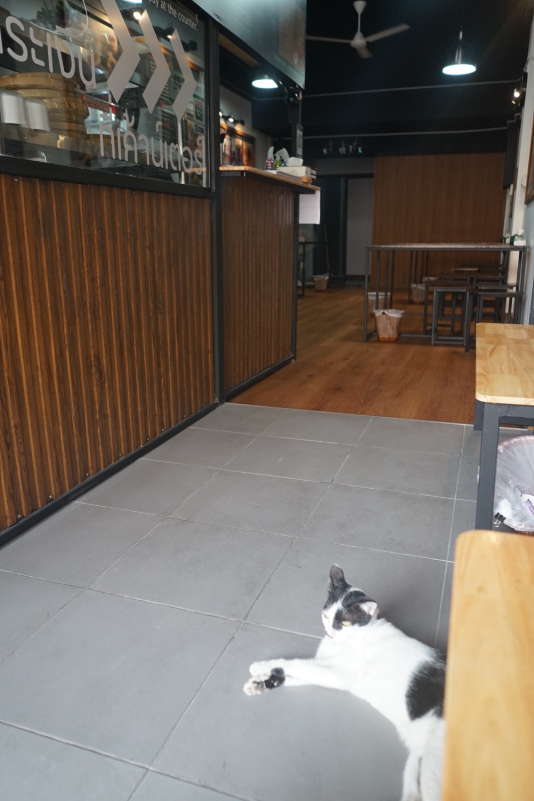 ก็เพราะกะเพรา - นวลจันทร์ pets image 3