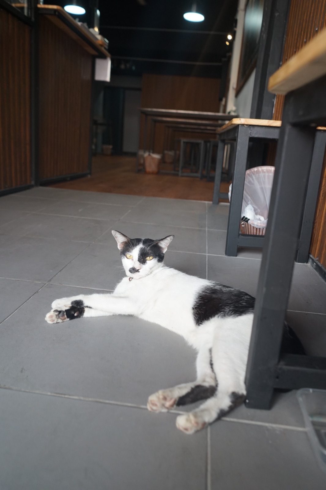 ก็เพราะกะเพรา - นวลจันทร์ pets image 1