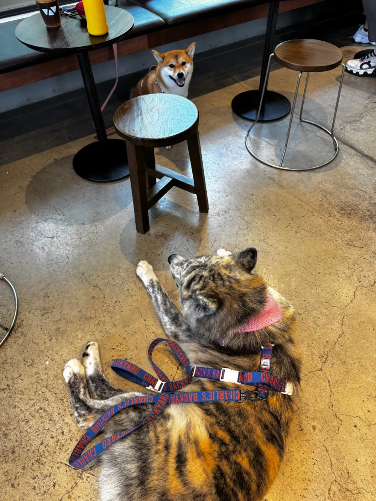 Piccolo Vicolo Cafe - Dadfa Lasalle other image 1