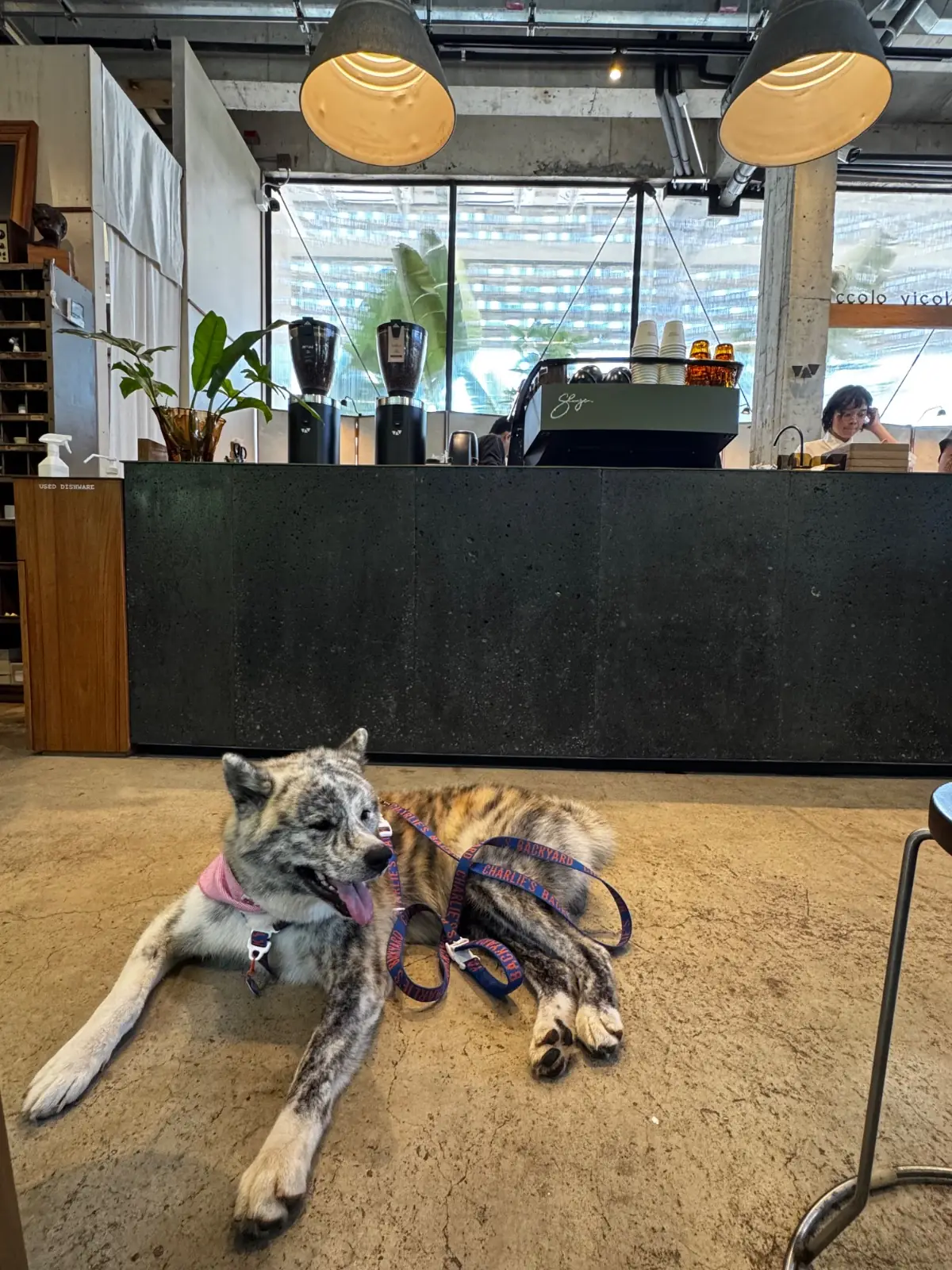 Piccolo Vicolo Cafe - Dadfa Lasalle other image 2