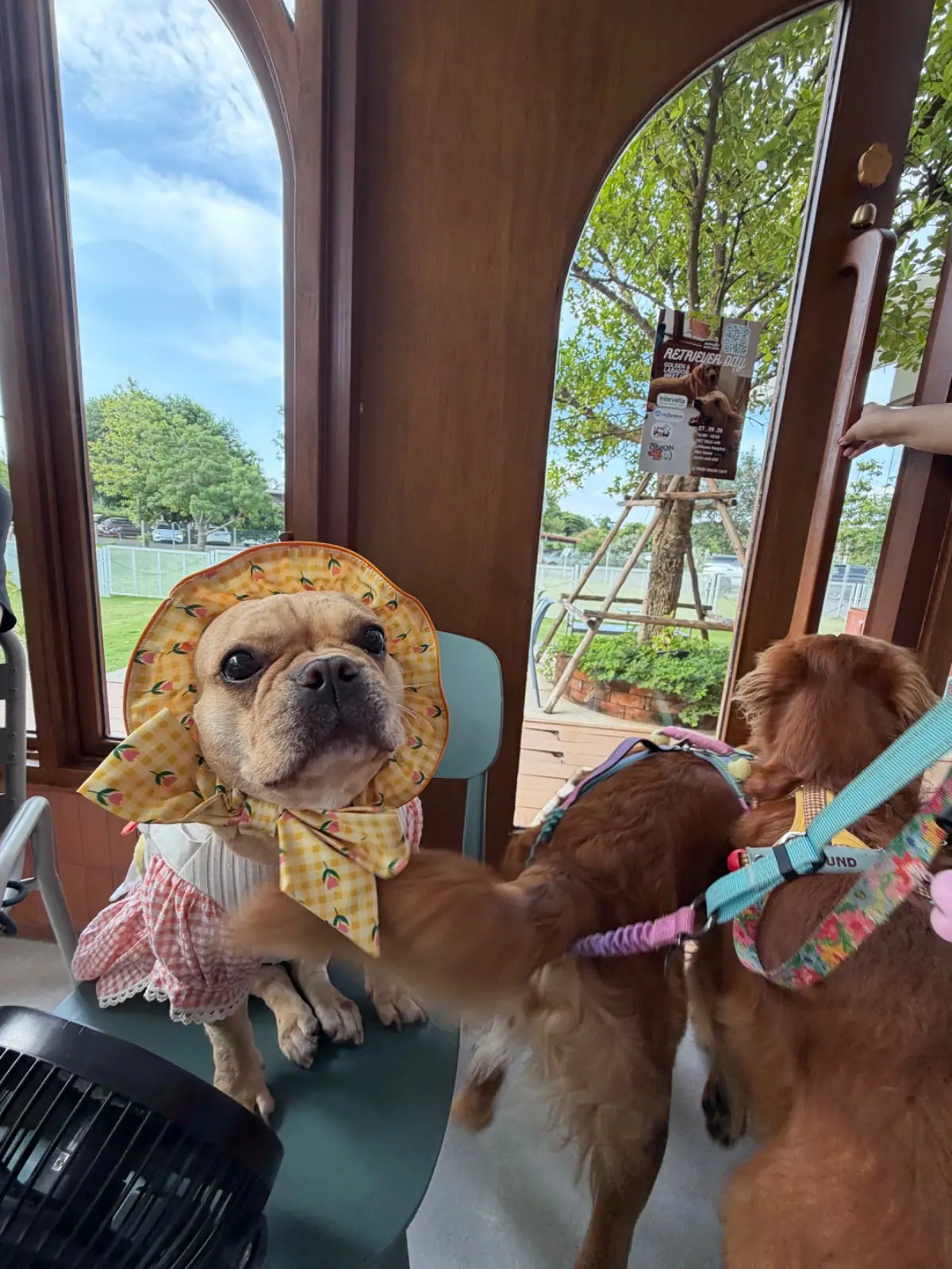 FriedOnion cafe pets image 5