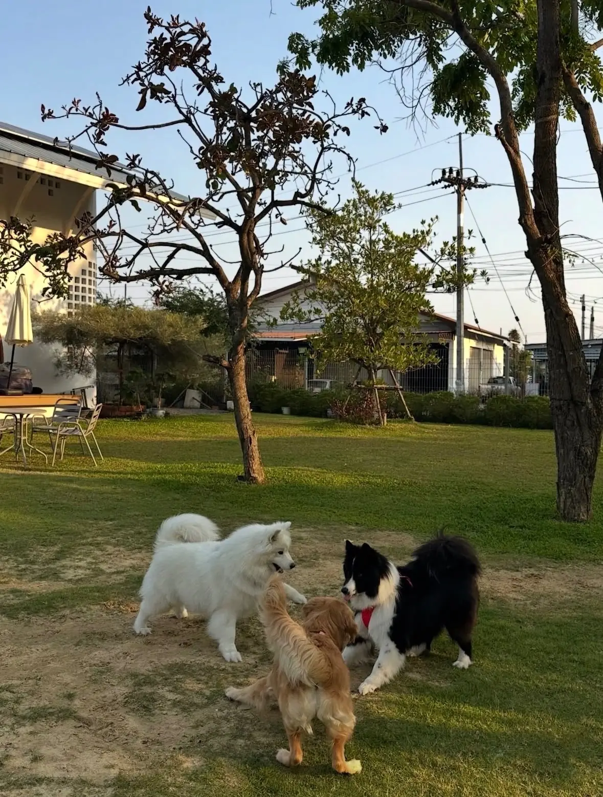 FriedOnion Cafe pets image 1