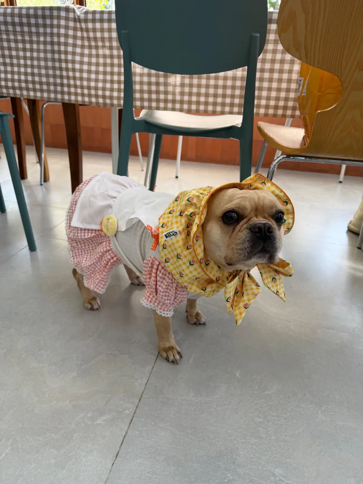 FriedOnion cafe pets image 8