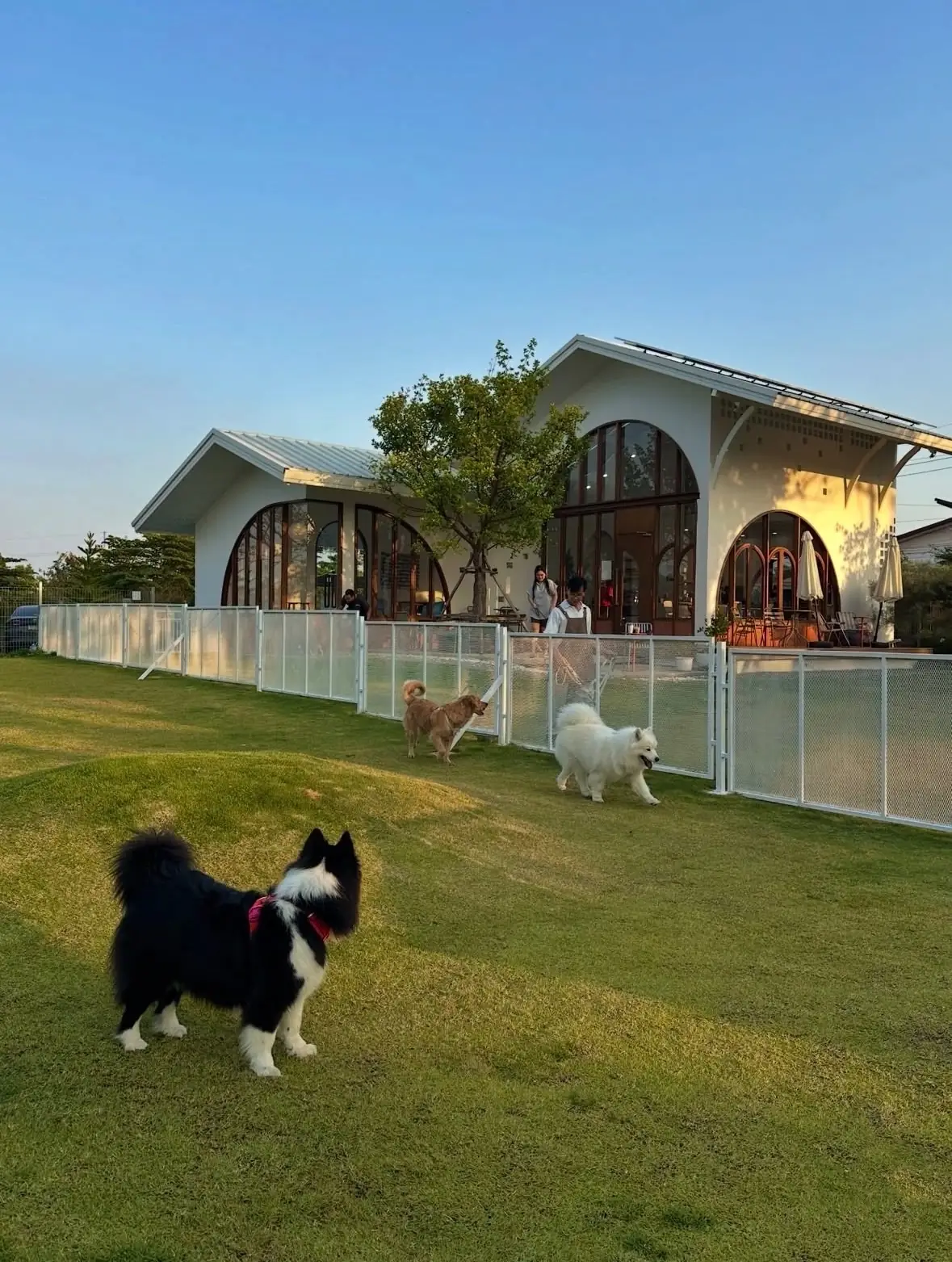 FriedOnion Cafe pets image 4