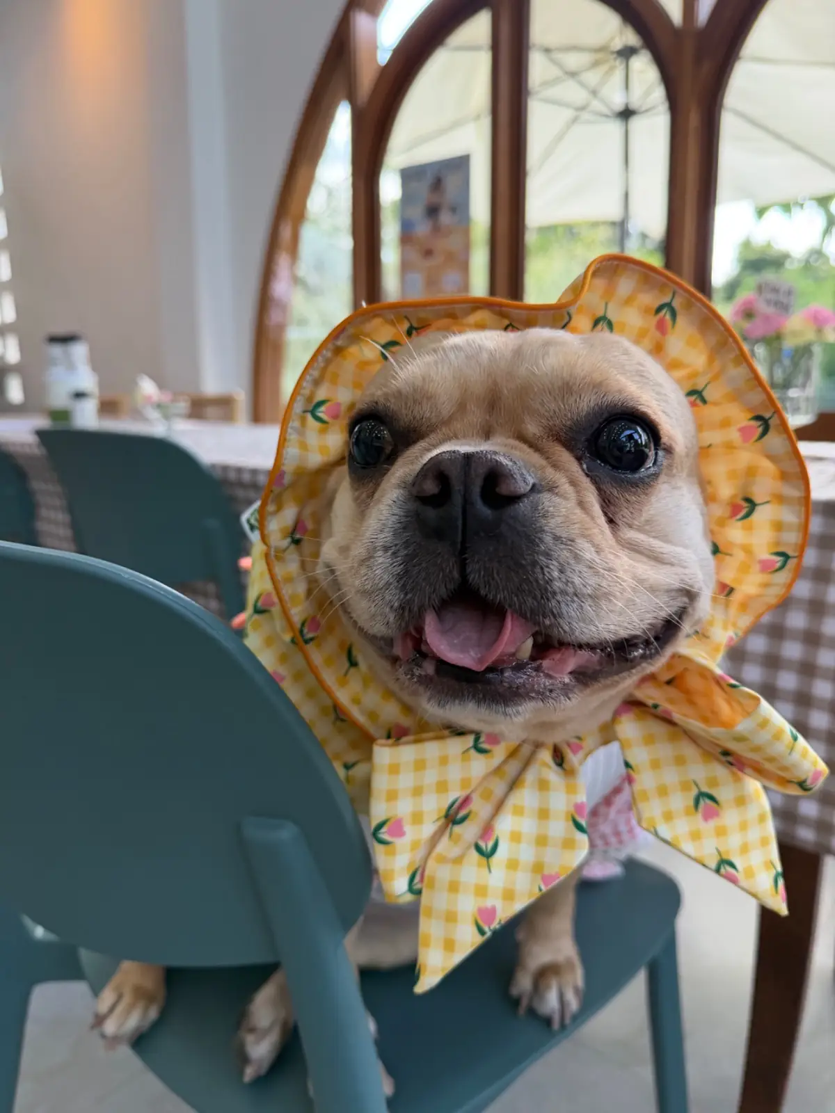 FriedOnion cafe pets image 7