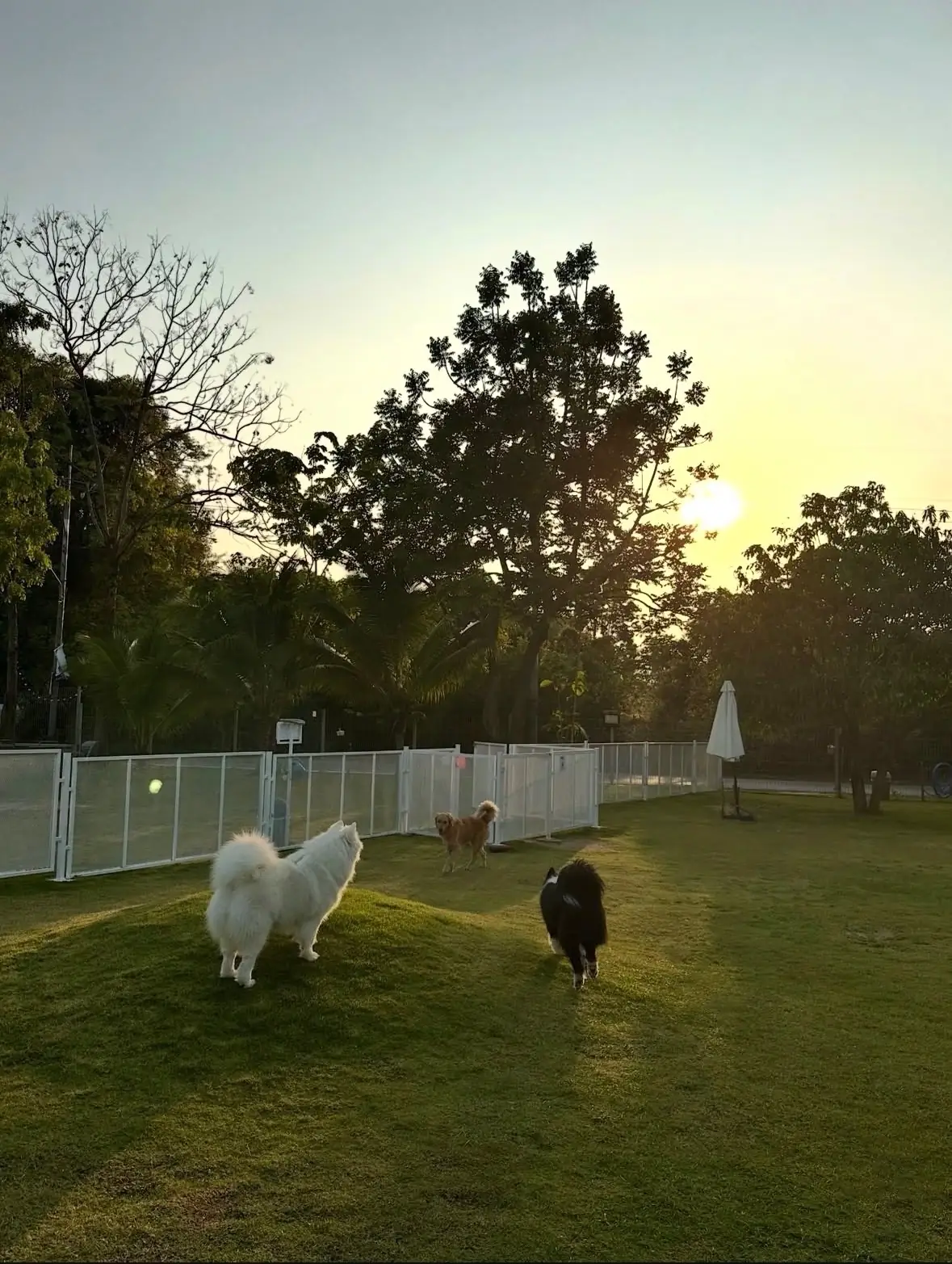 FriedOnion Cafe pets image 3