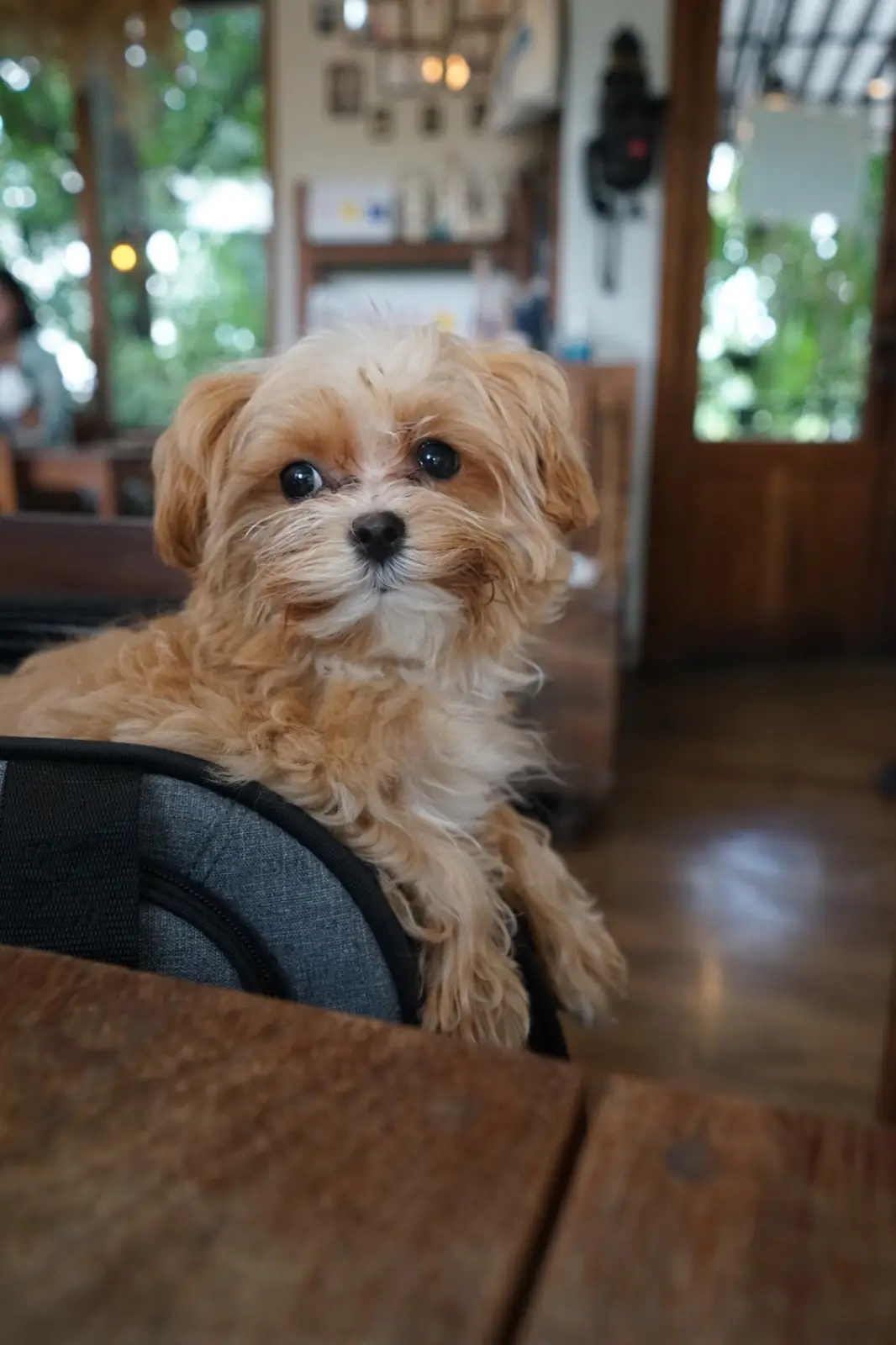 บลูแทมป์ คาเฟ่ pets image 1