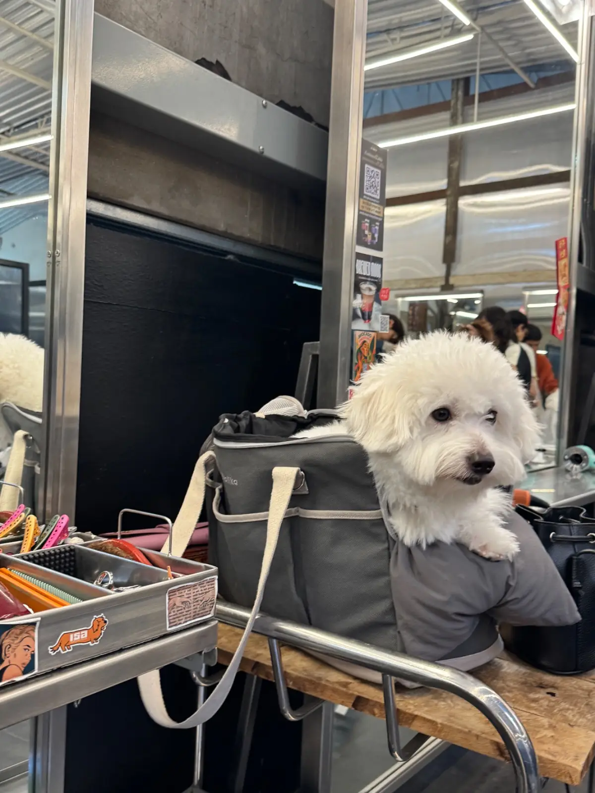 TUR HAIR SALON pets image 1