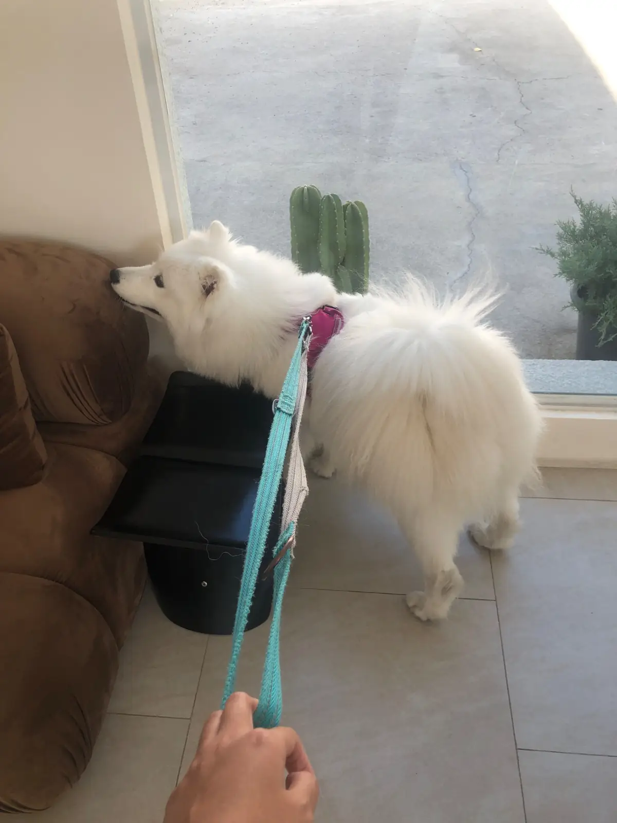 Phylo pets image 1