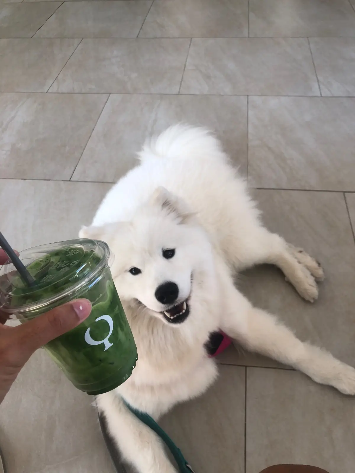 Phylo pets image 2
