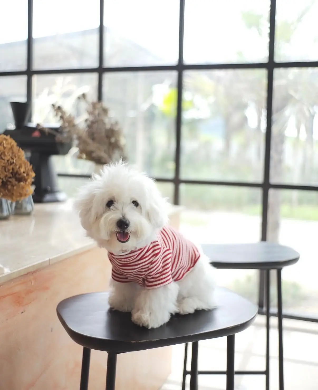 Brown Circle Coffee Roaster pets image 2