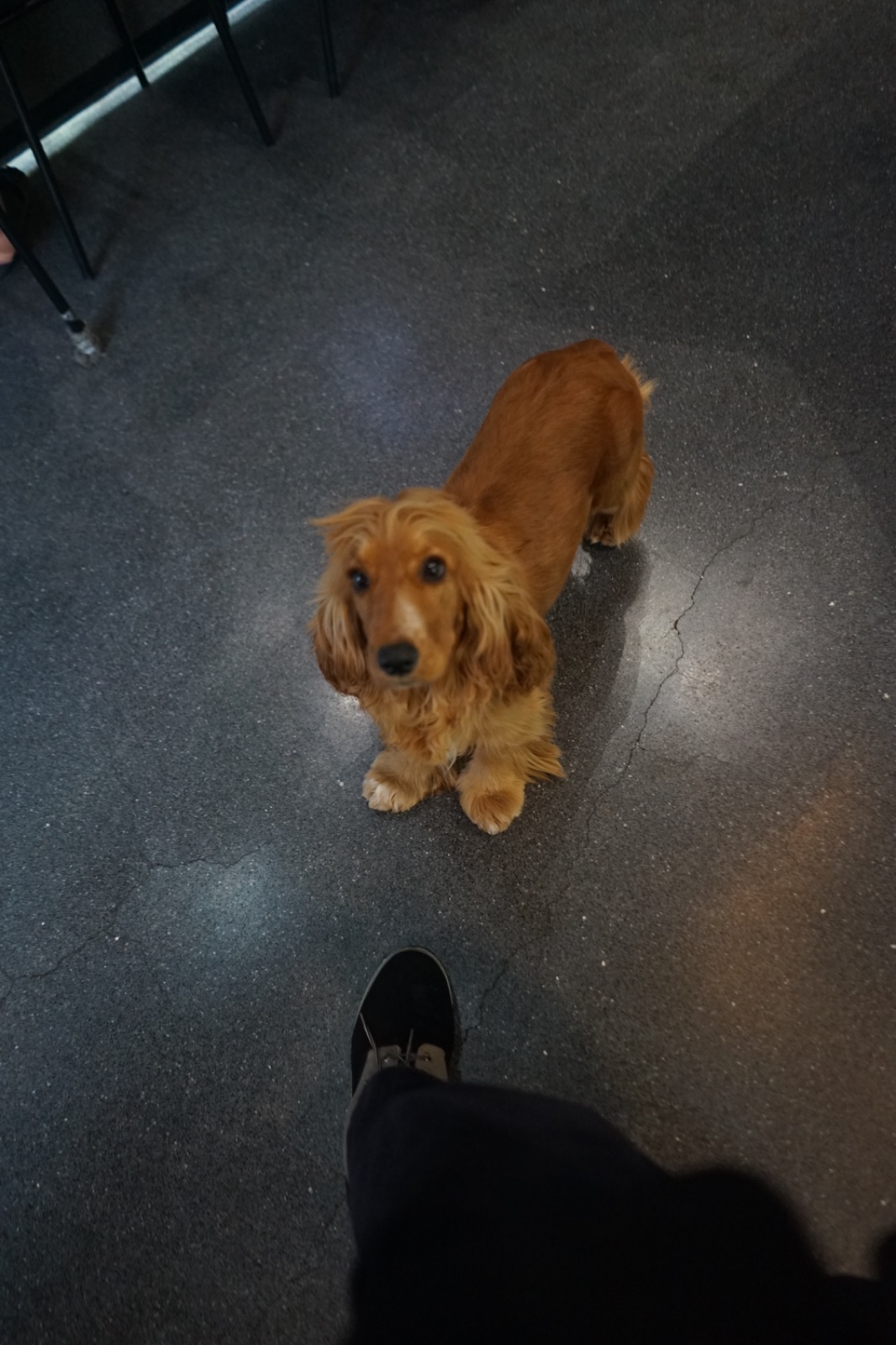 BREWERY BRASSERIE pets image 1