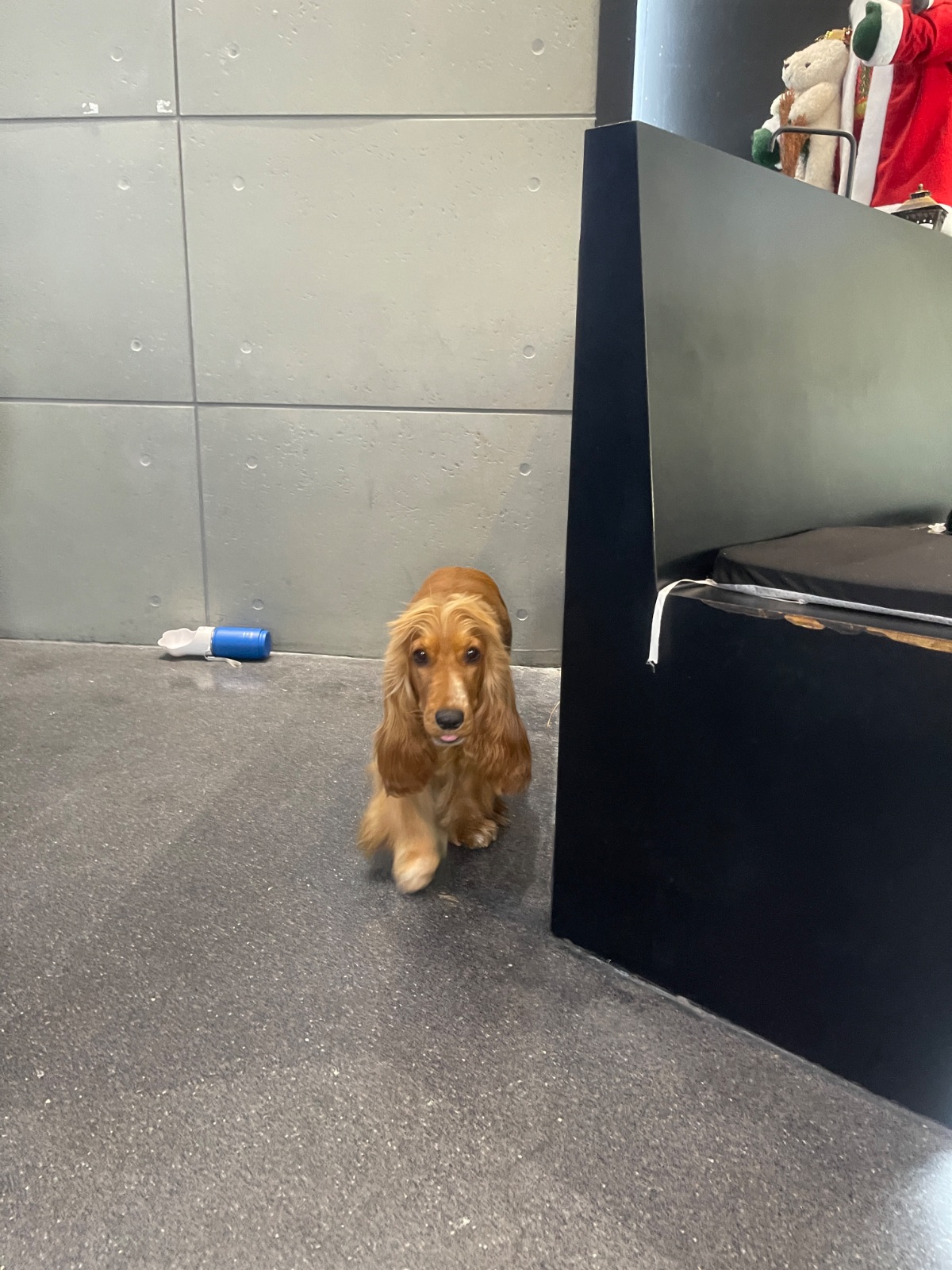 BREWERY BRASSERIE pets image 5