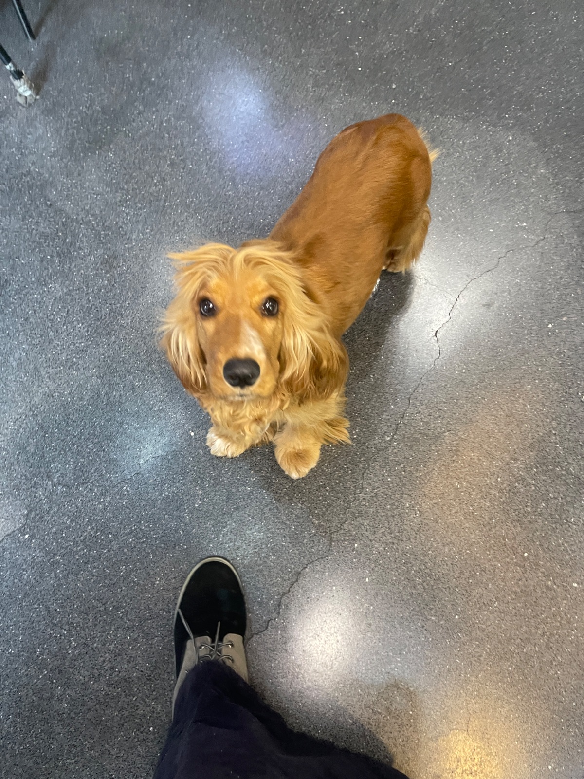 BREWERY BRASSERIE pets image 6