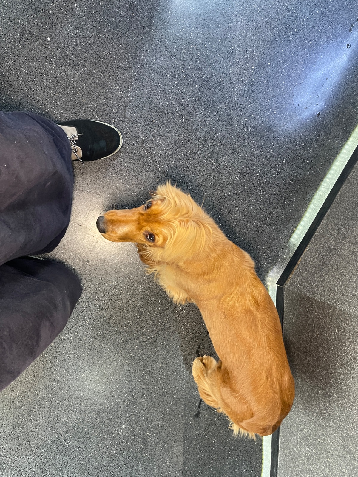 BREWERY BRASSERIE pets image 3