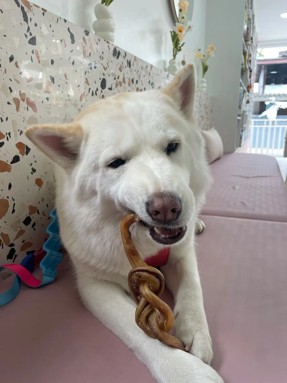 Pawsome Space Sathon pets image 2