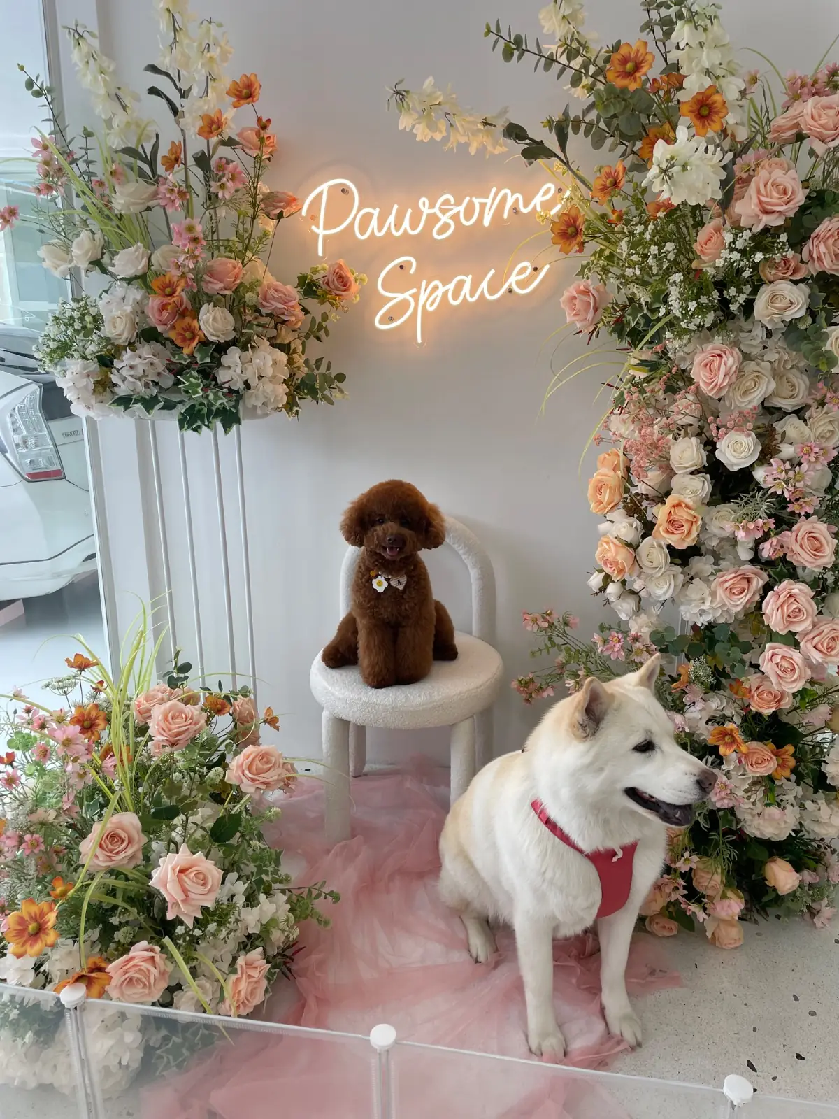Pawsome Space Sathon pets image 1