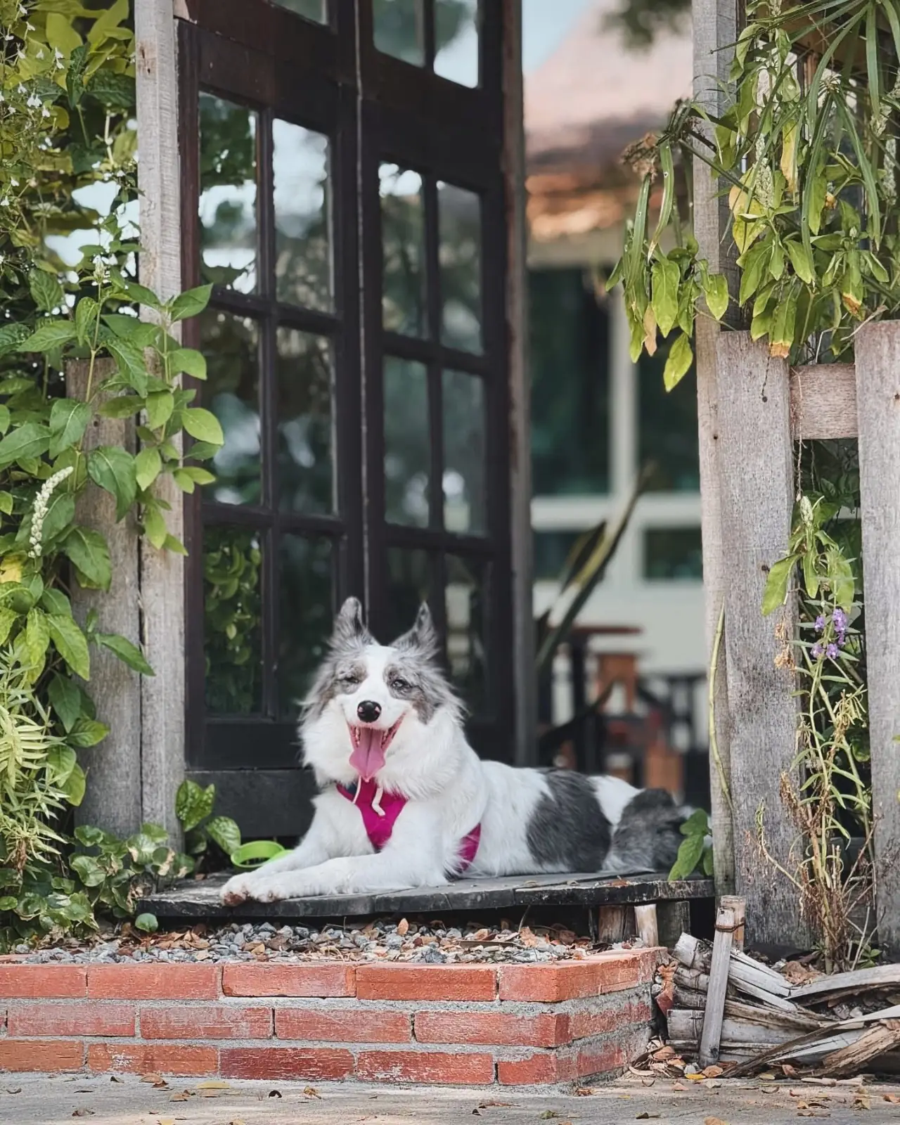 The Life Garden Cafe pets image 5