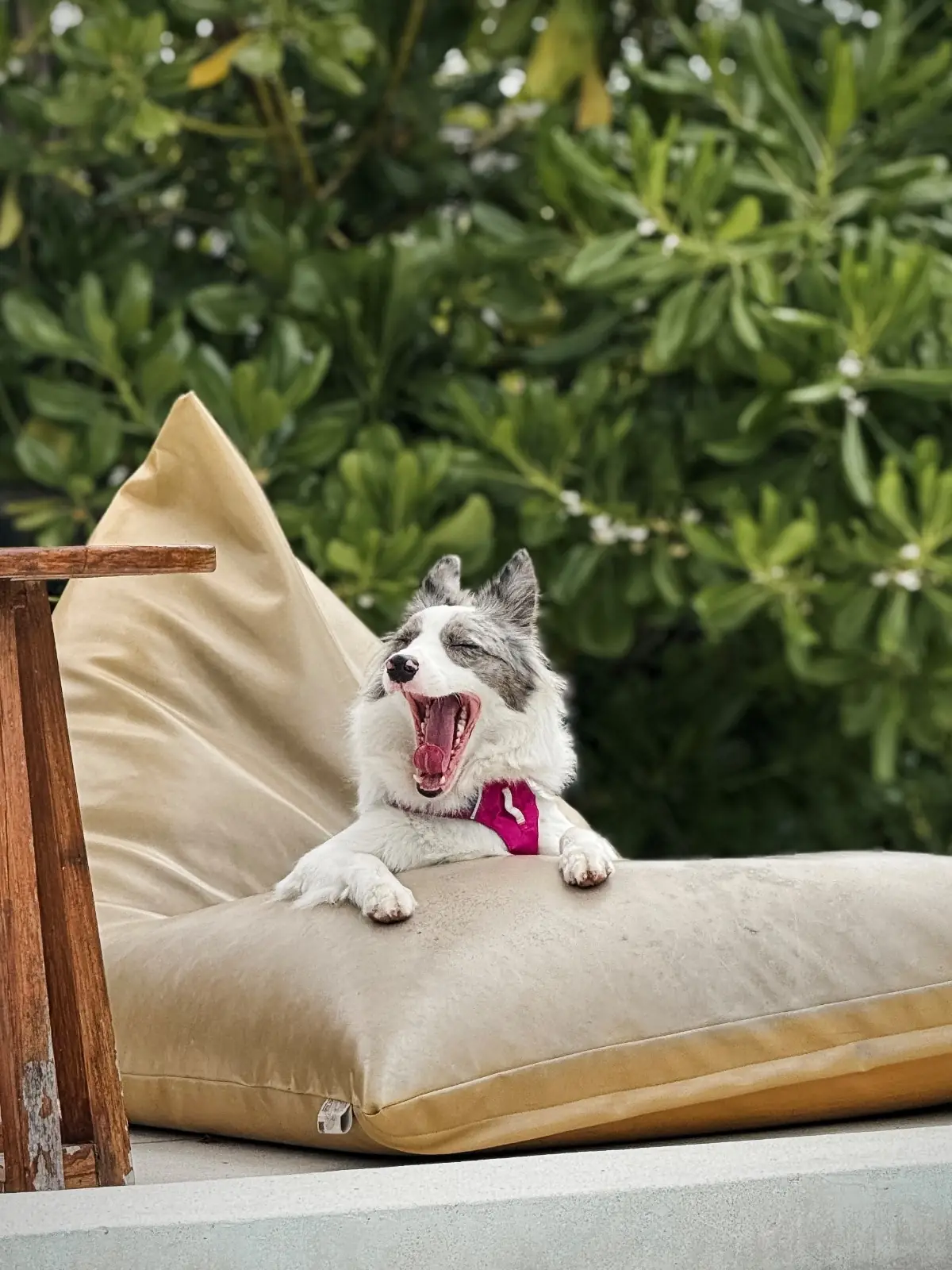 The Life Garden Cafe pets image 2