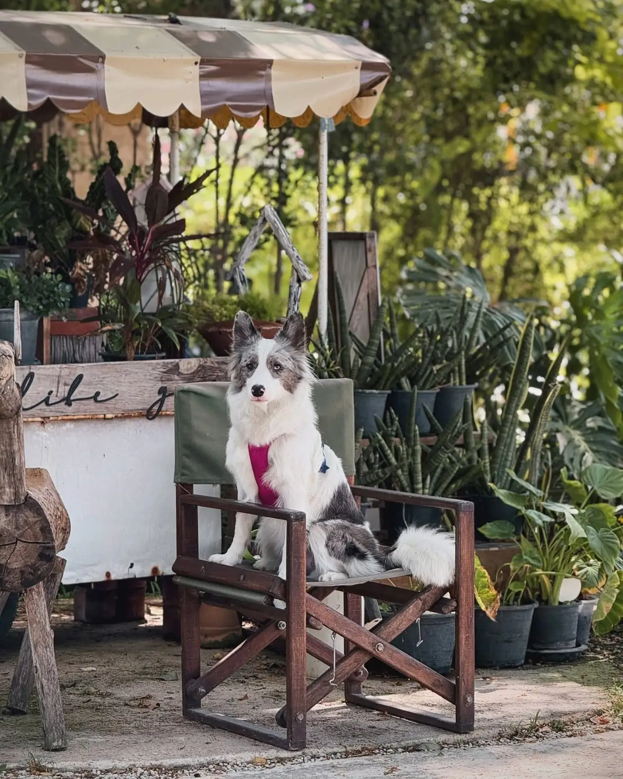 The Life Garden Cafe pets image 4