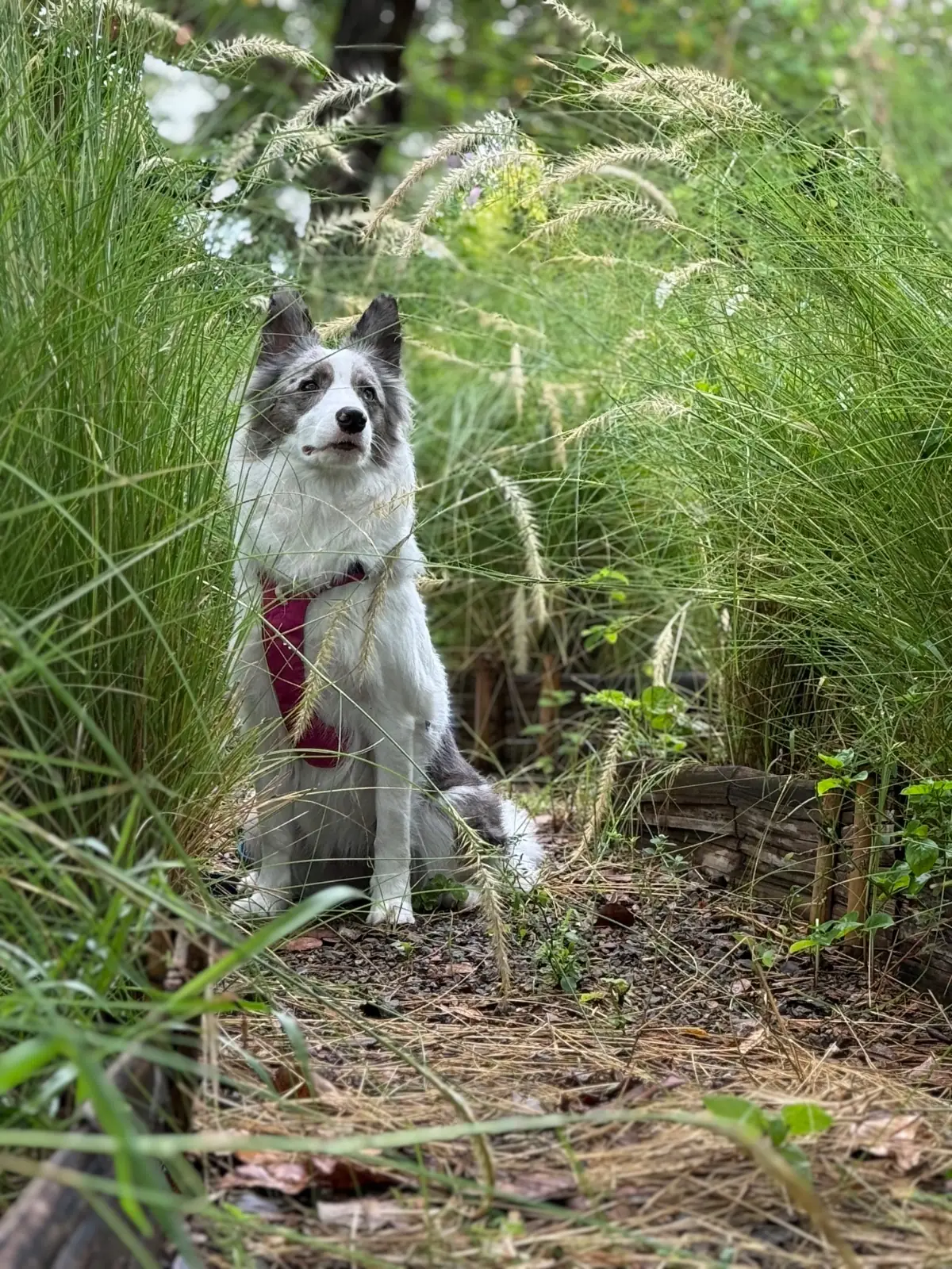The Life Garden Cafe pets image 3