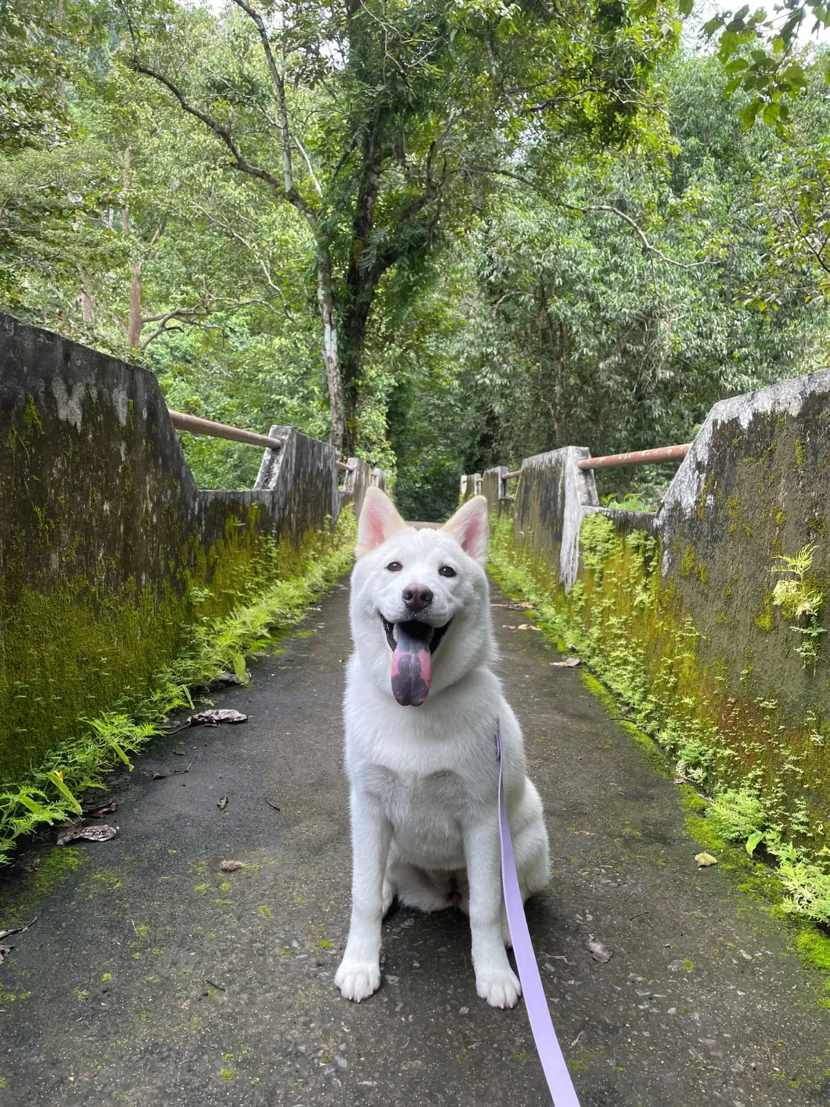 น้ำตกนางรอง pets image 2