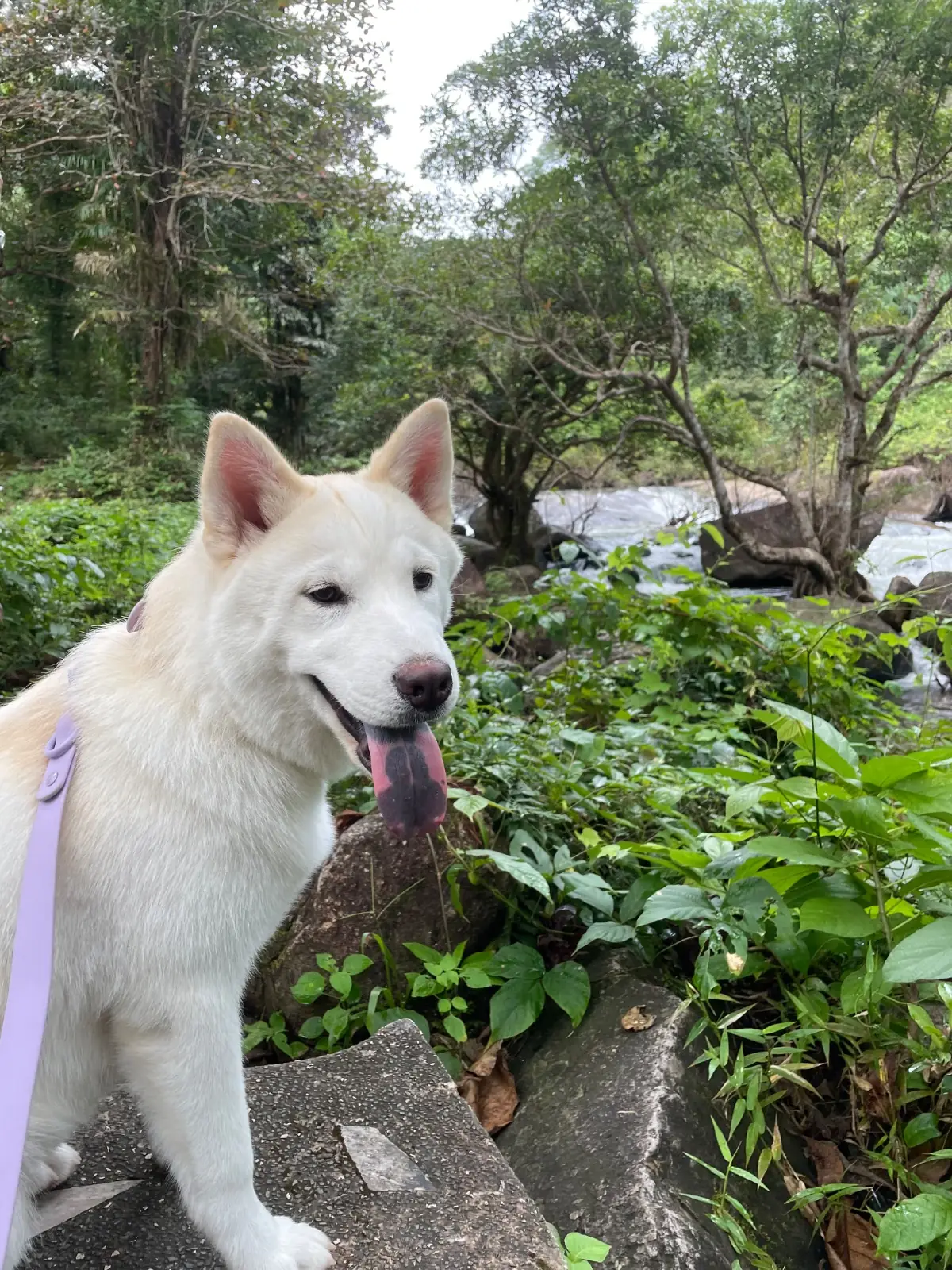 น้ำตกนางรอง pets image 3