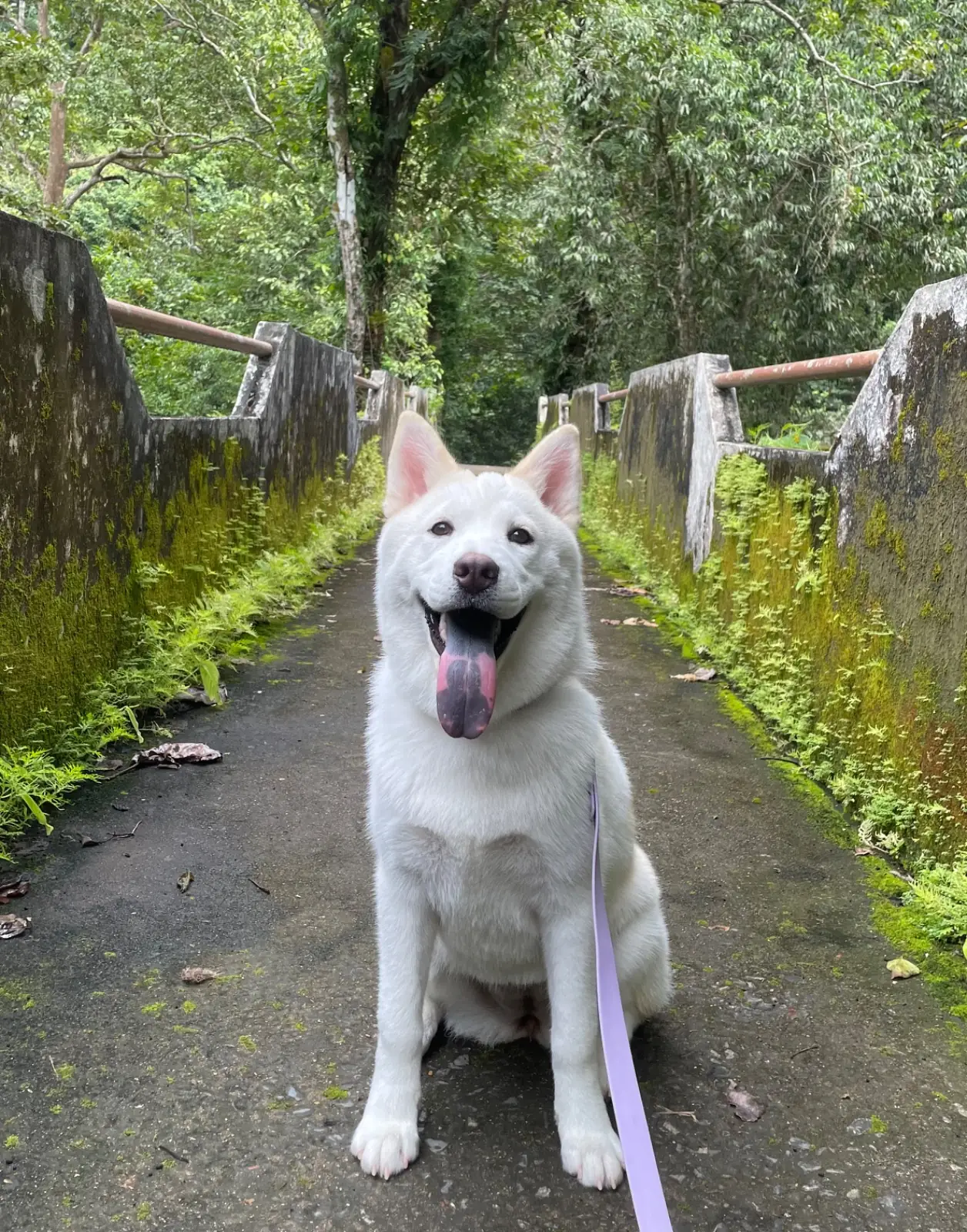 น้ำตกนางรอง pets image 4