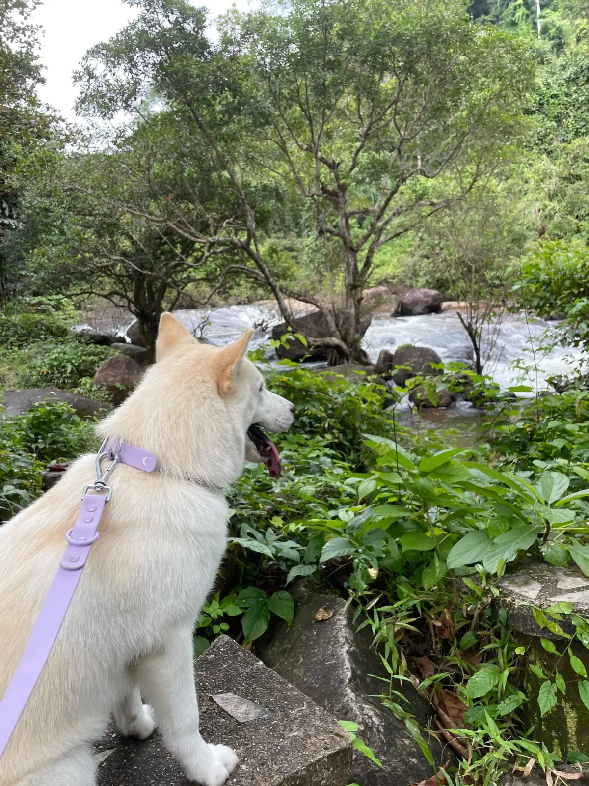 น้ำตกนางรอง pets image 1