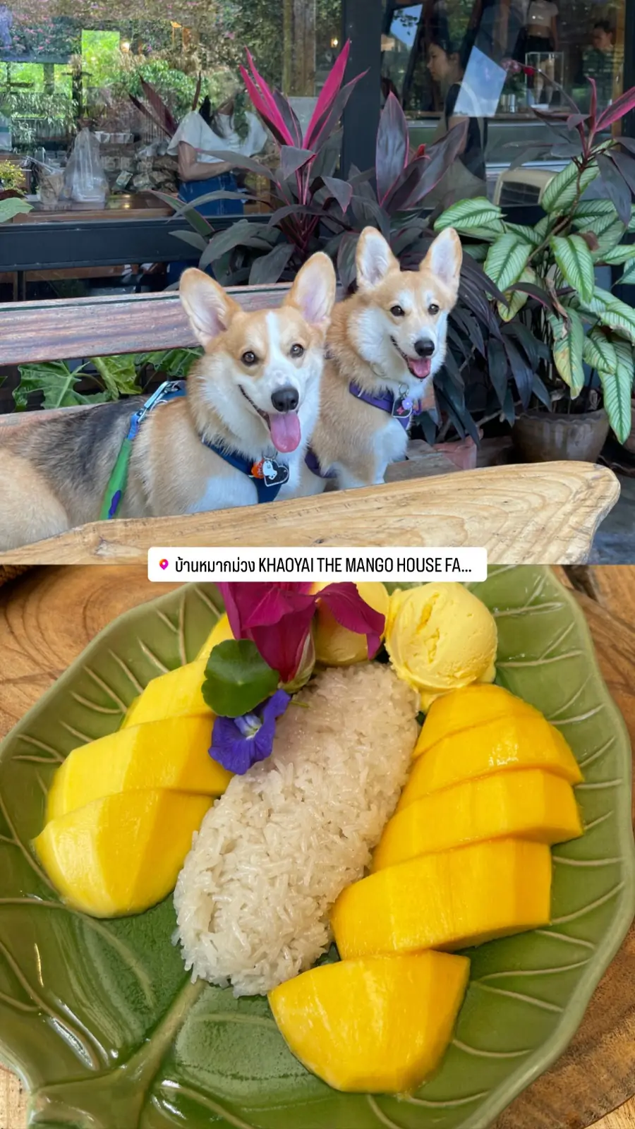 บ้านหมากม่วง pets image 1