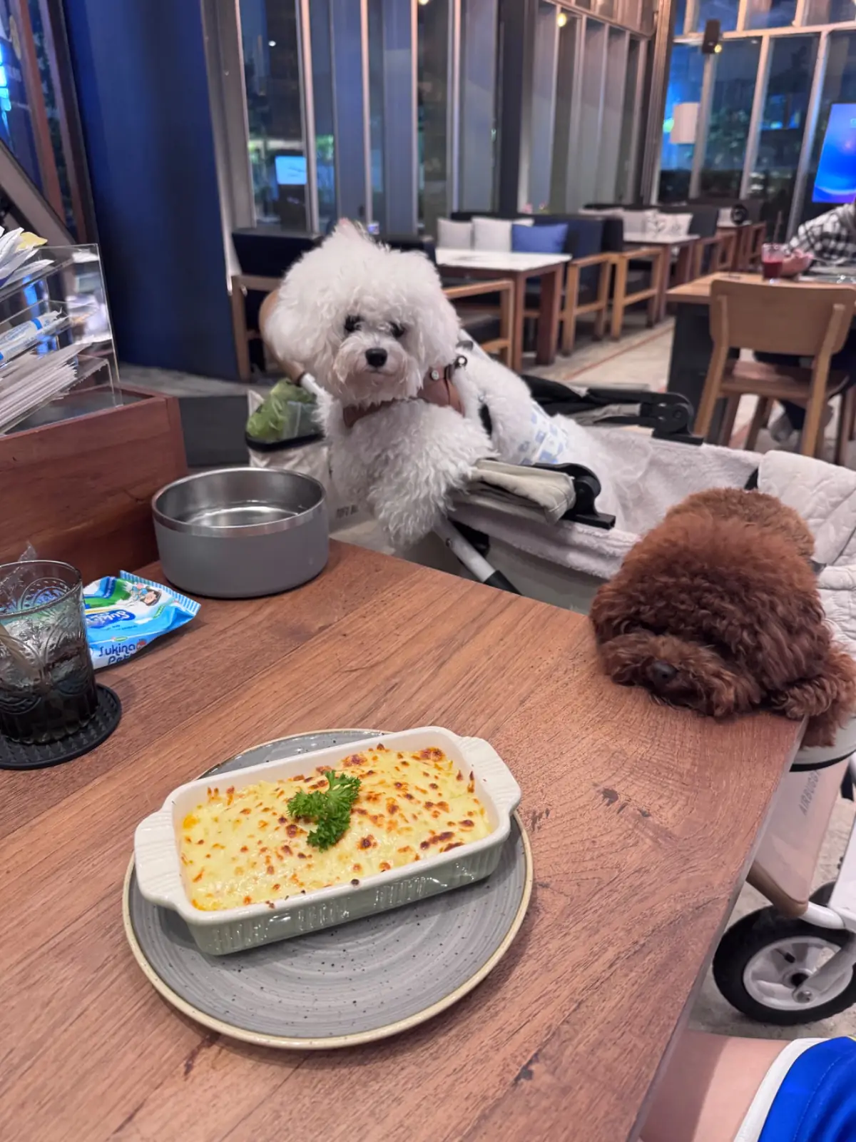 White Flower Cafe - Sam Yan pets image 1