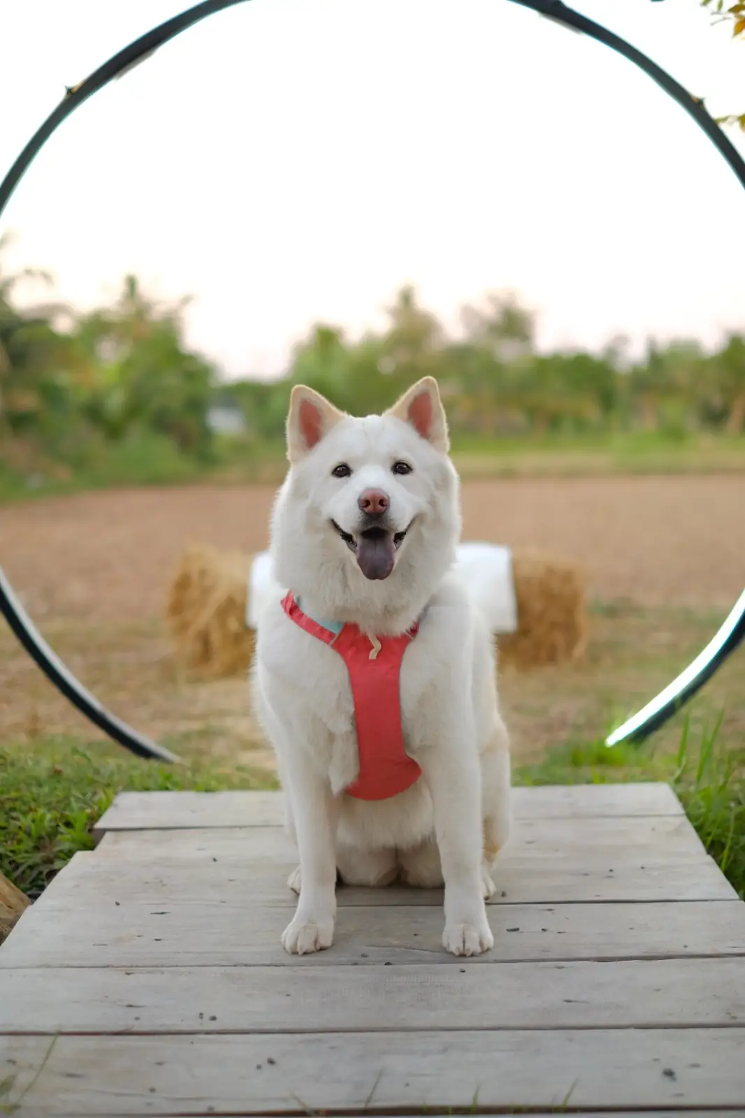 VOYAGE cafe' pets image 3