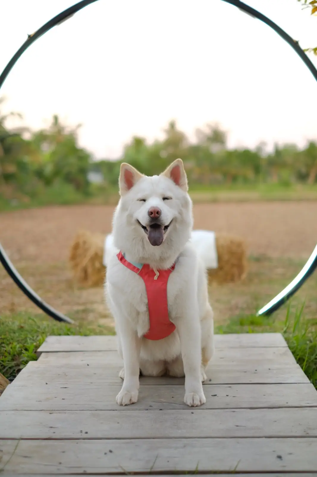 VOYAGE cafe' pets image 1