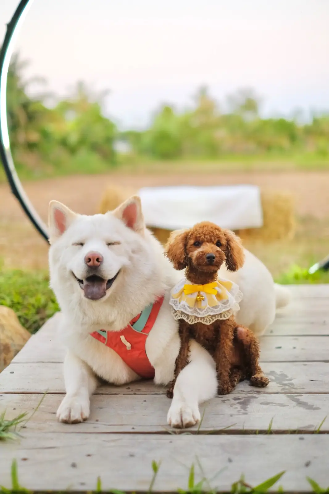 VOYAGE cafe' pets image 4