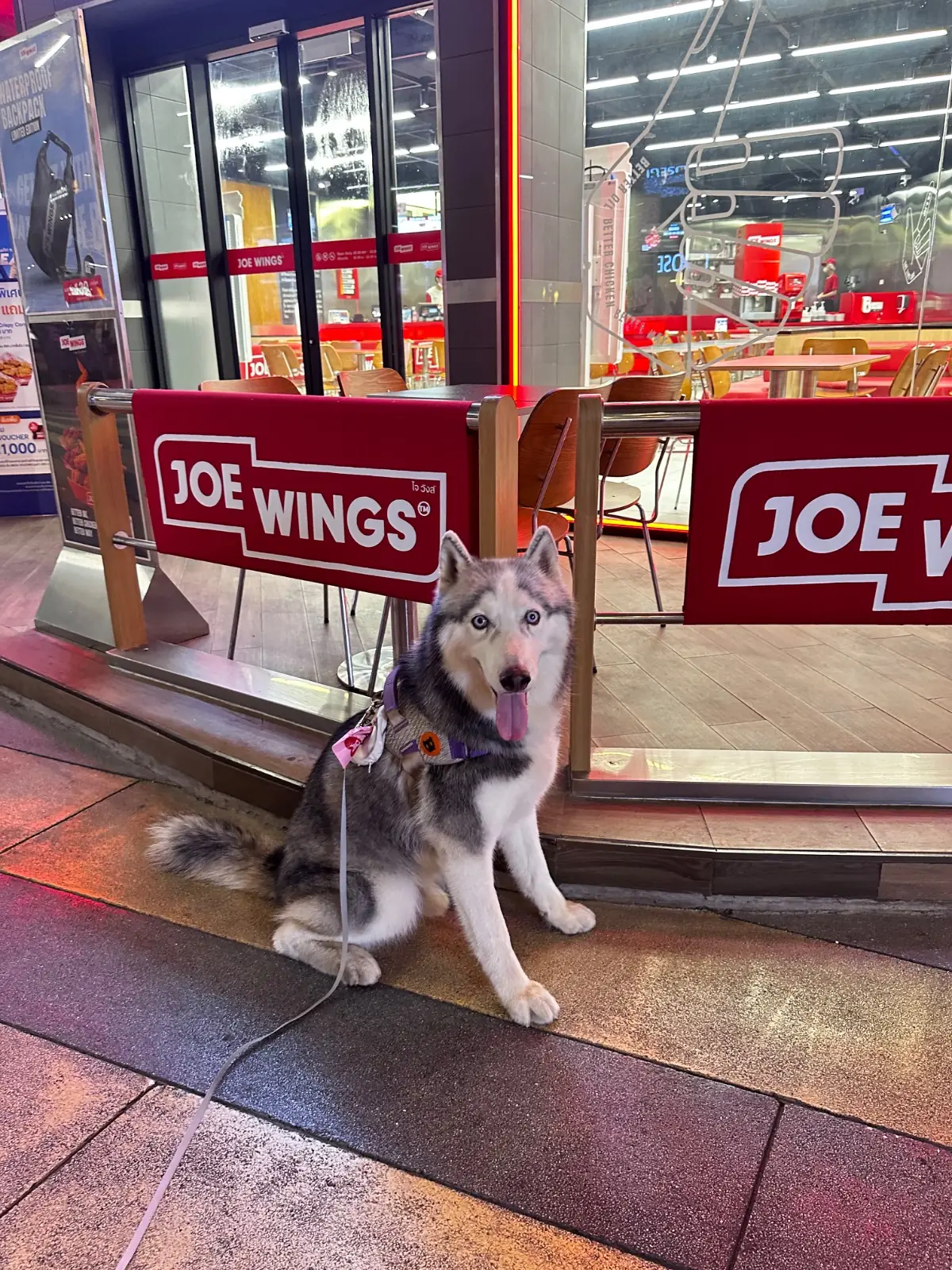 JOE WINGS pets image 1