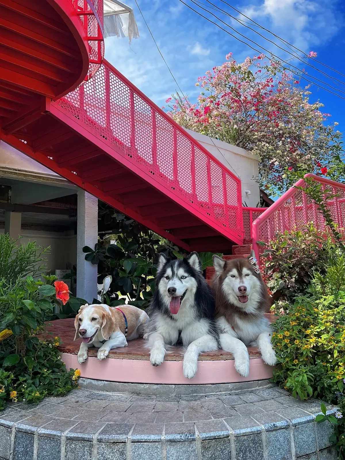 Summer Rain - Cafe & Casual Dining pets image 2