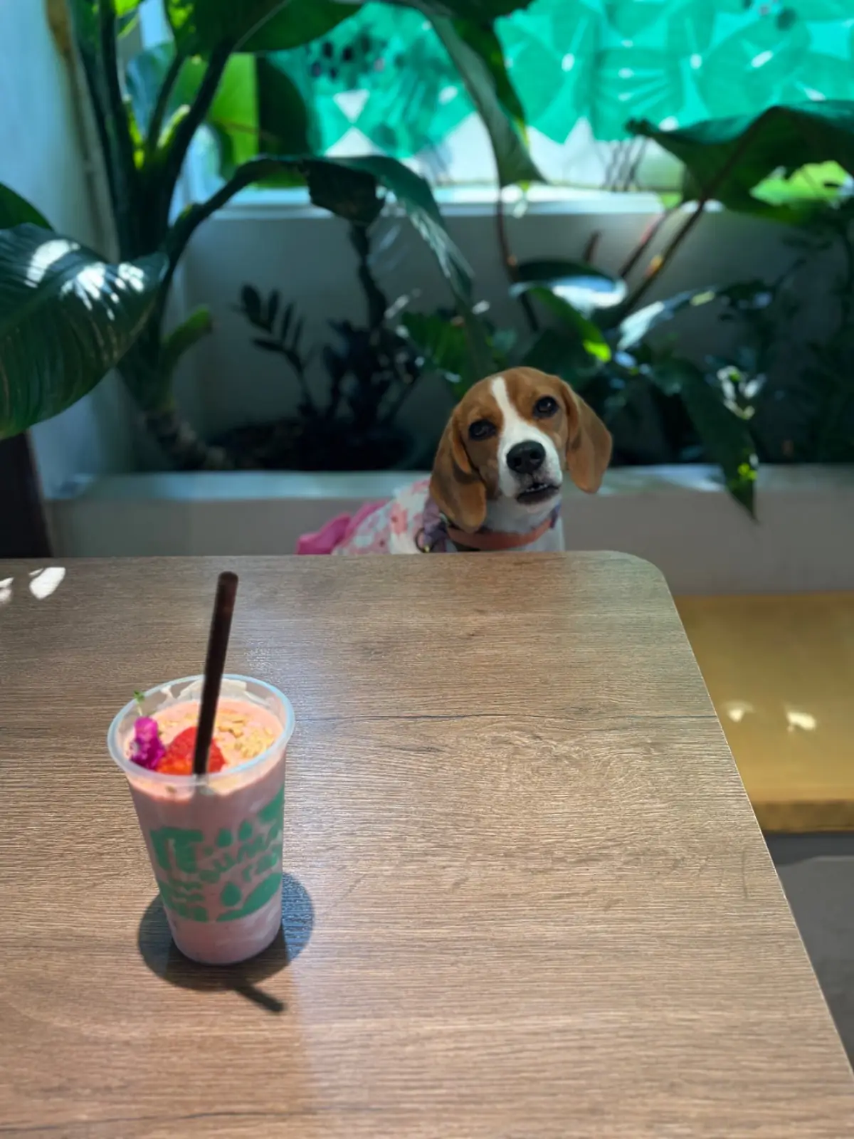 Summer Rain - Cafe & Casual Dining pets image 1