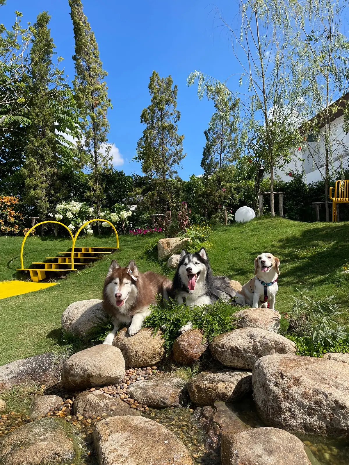 Summer Rain - Cafe & Casual Dining pets image 8
