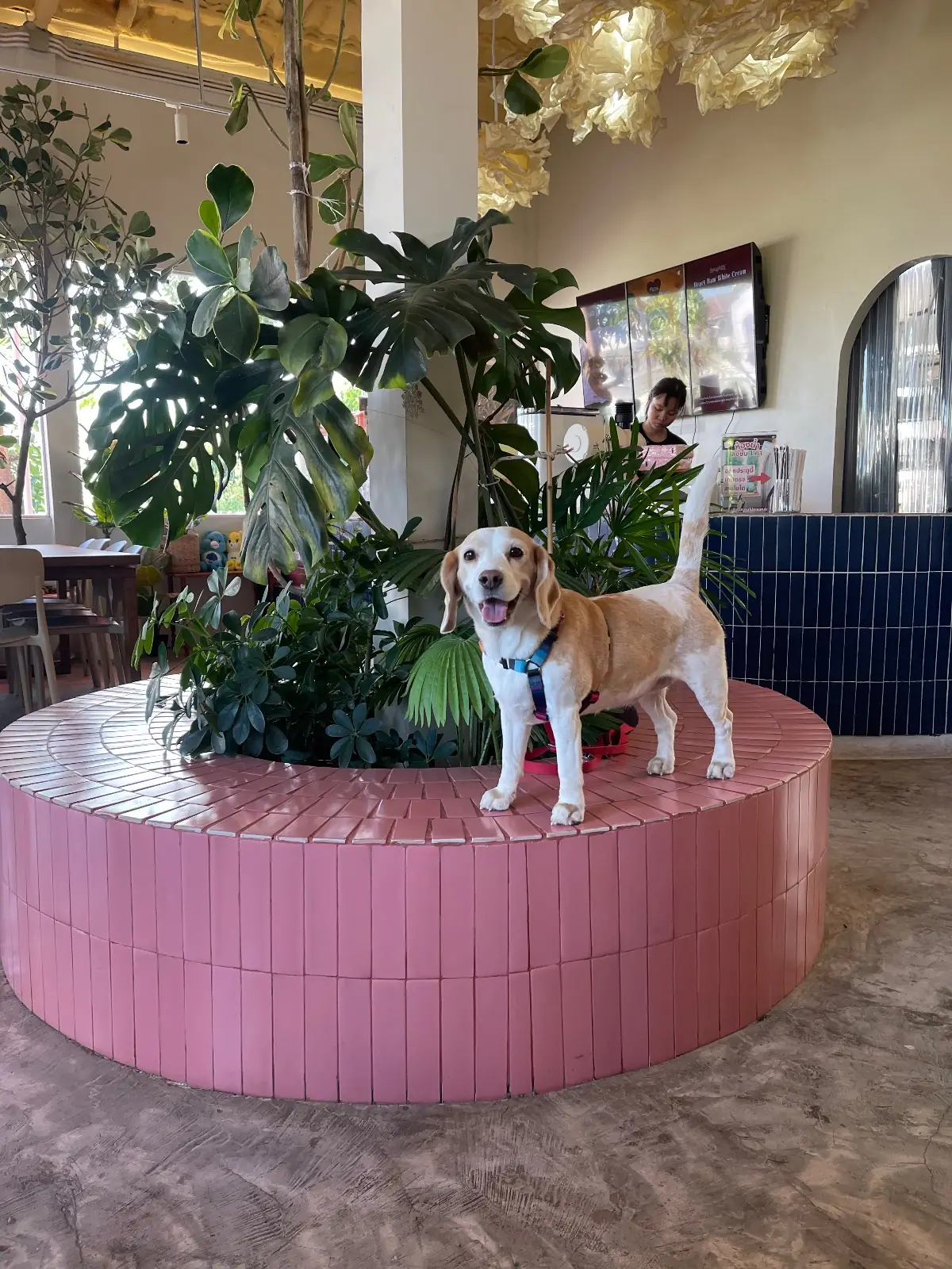 Summer Rain - Cafe & Casual Dining pets image 10
