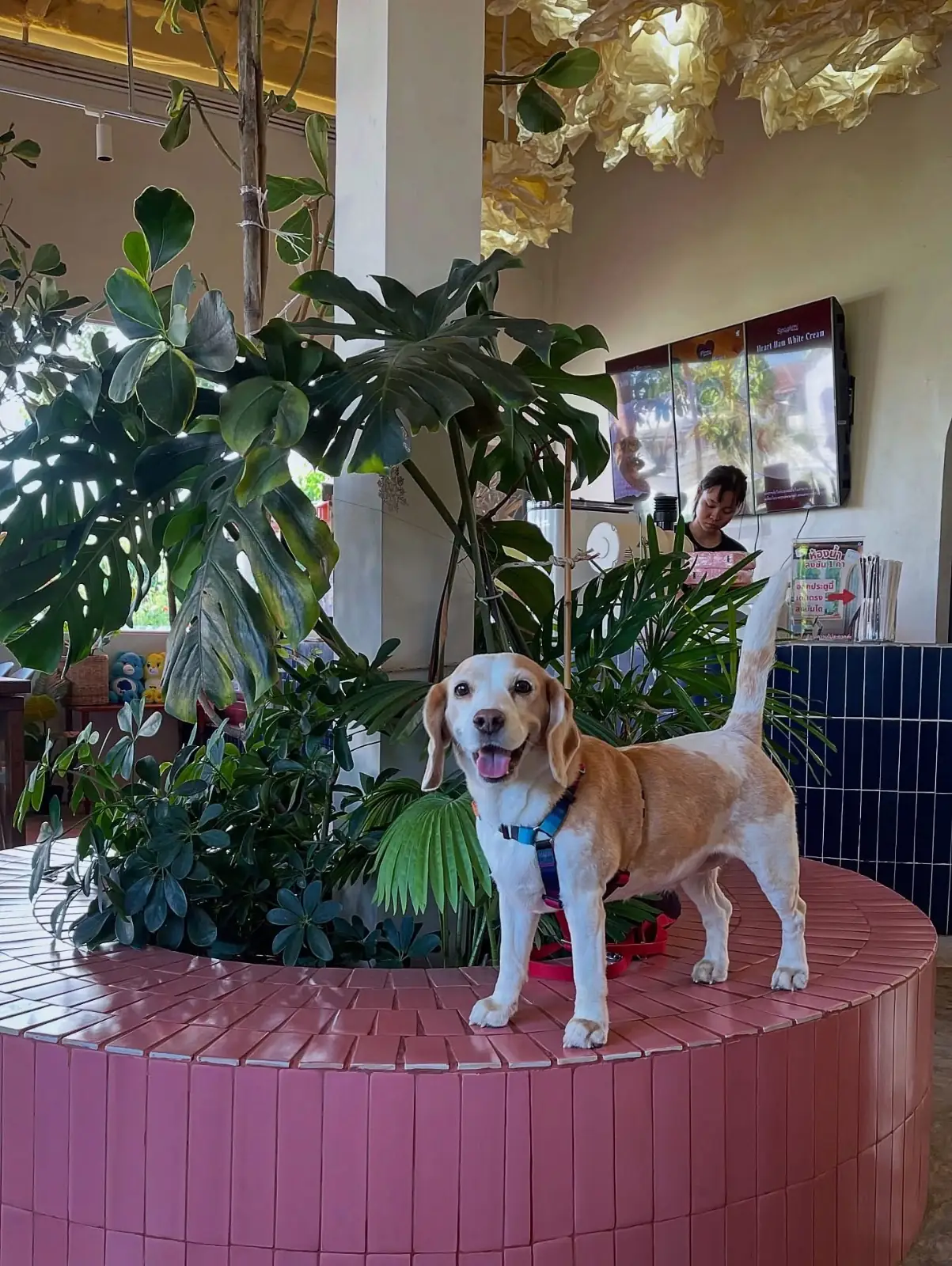 Summer Rain - Cafe & Casual Dining pets image 5