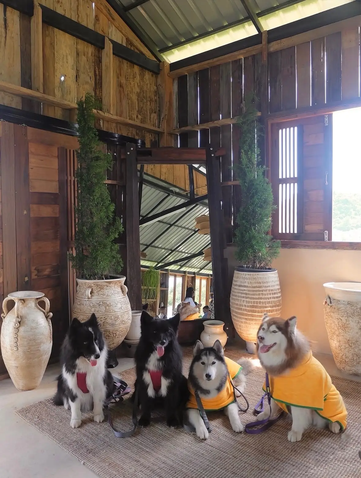 บ้านไร่ลมบน camp & cafe pets image 1