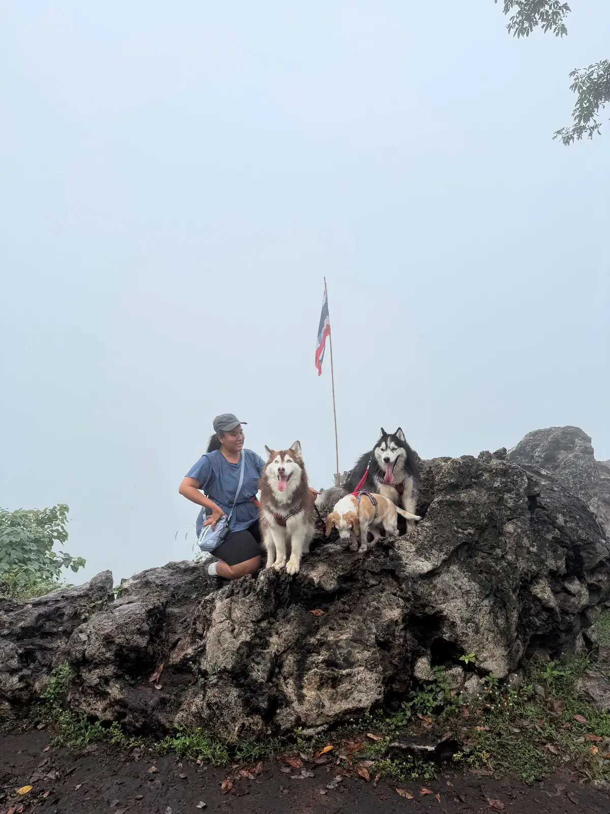 ภูซับเหล็ก pets image 2