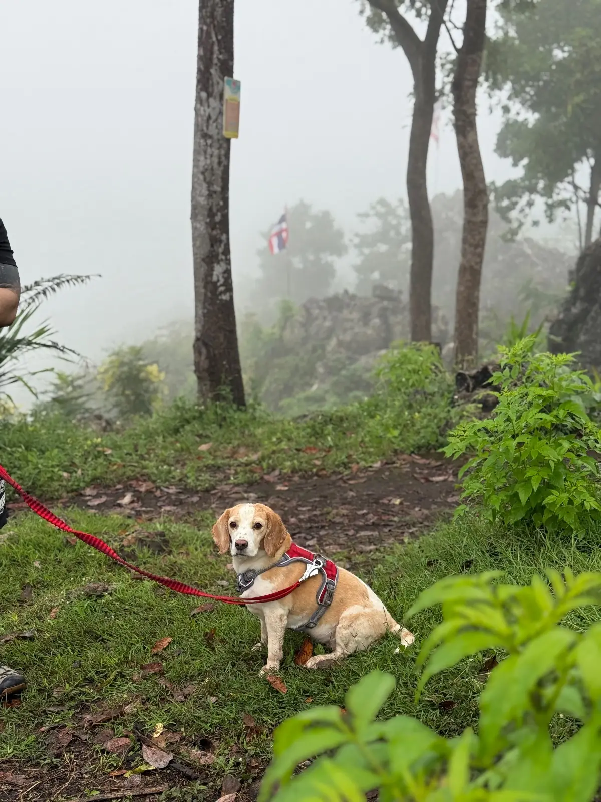 ภูซับเหล็ก pets image 1