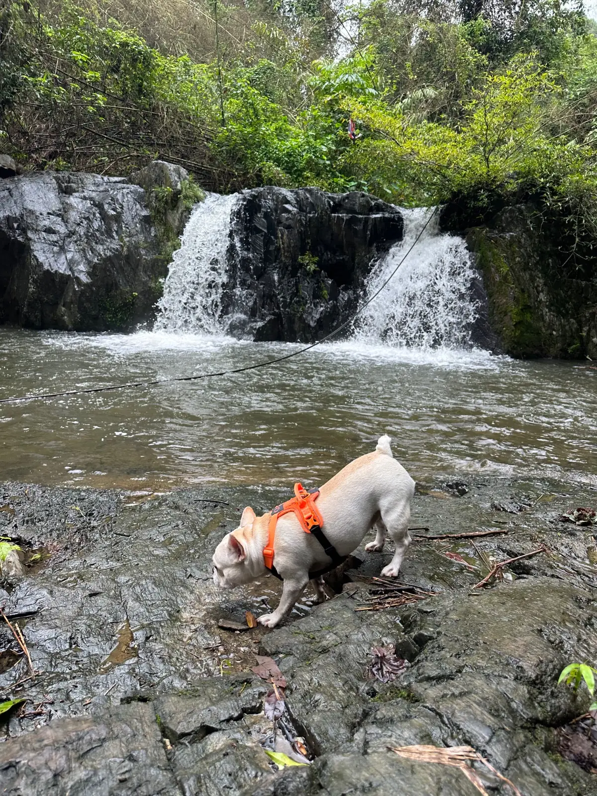 น้ำตกอ่างเบง pets image 2