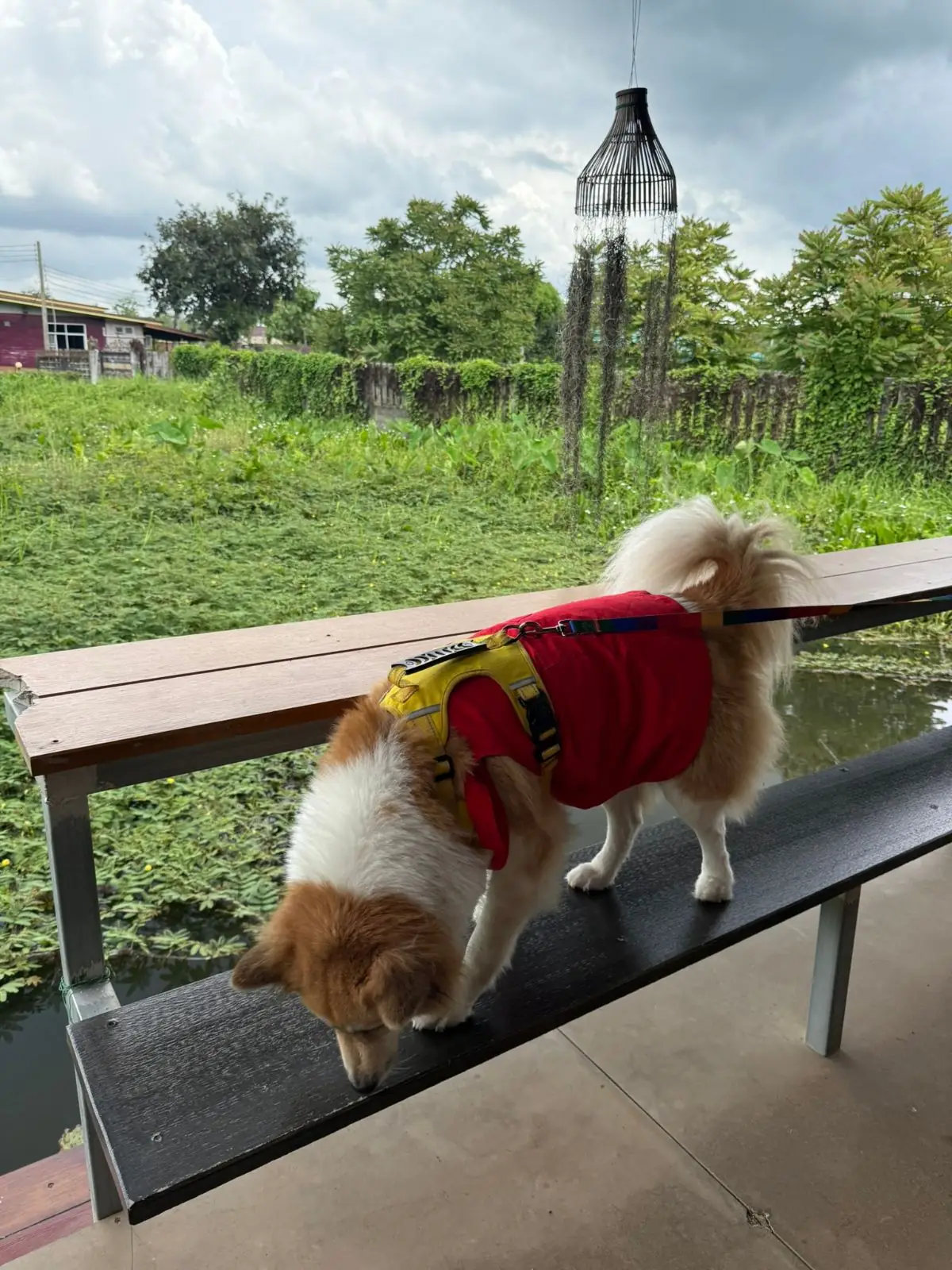 Inner บ้านกาแฟ pets image 1