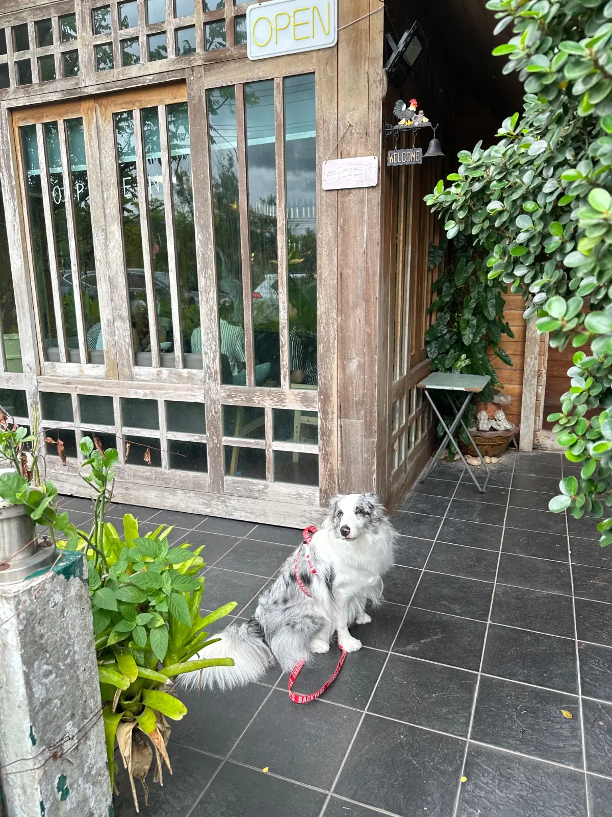 Inner บ้านกาแฟ pets image 1