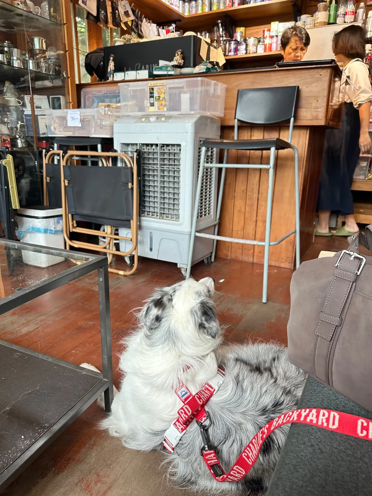 Inner บ้านกาแฟ pets image 4