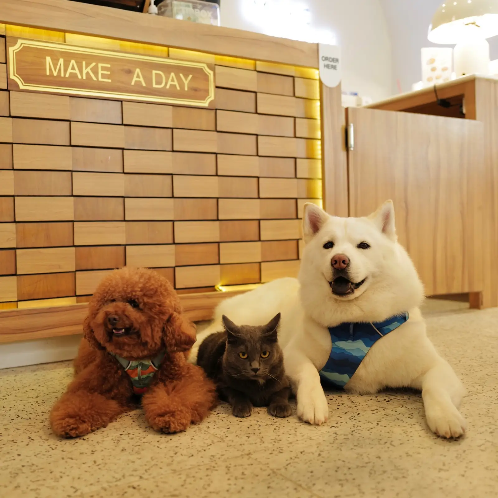 Make A Day pets image 2