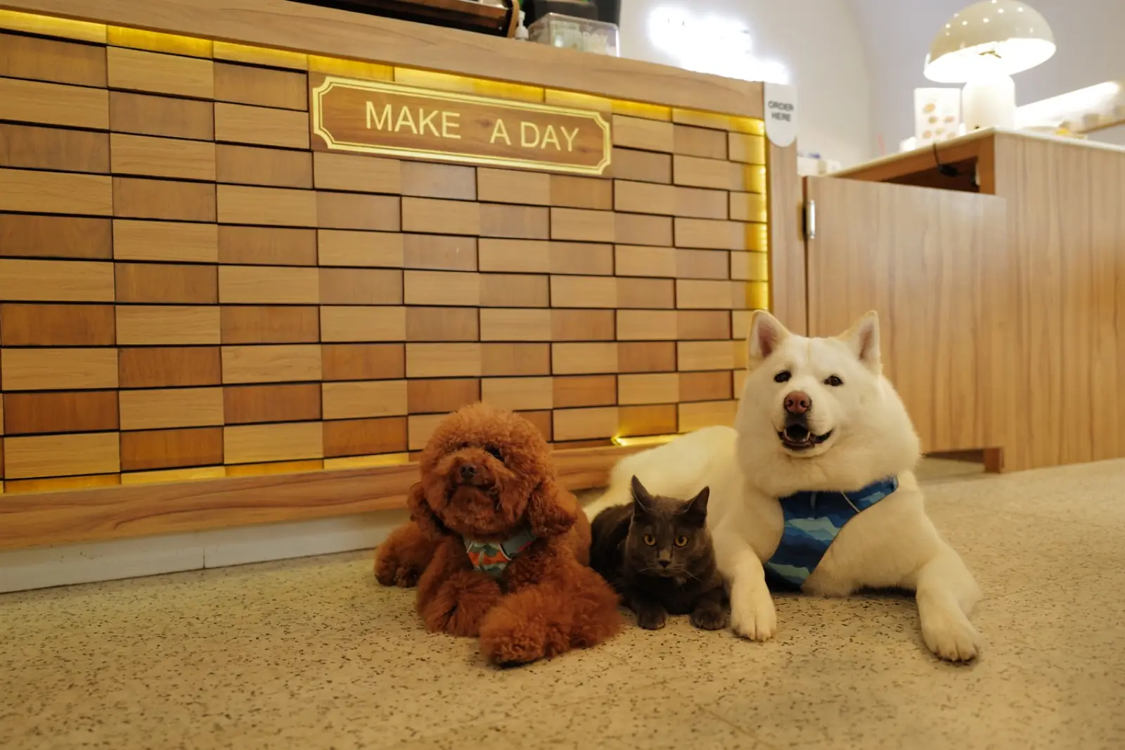 Make A Day pets image 1