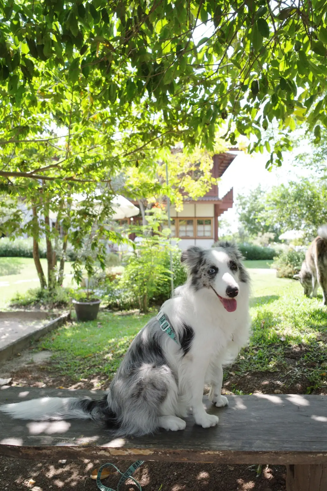 บ้านสวนกำไรสุข pets image 6